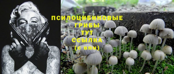 гашик Вяземский